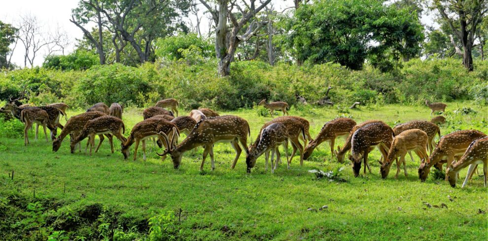 Bandipur