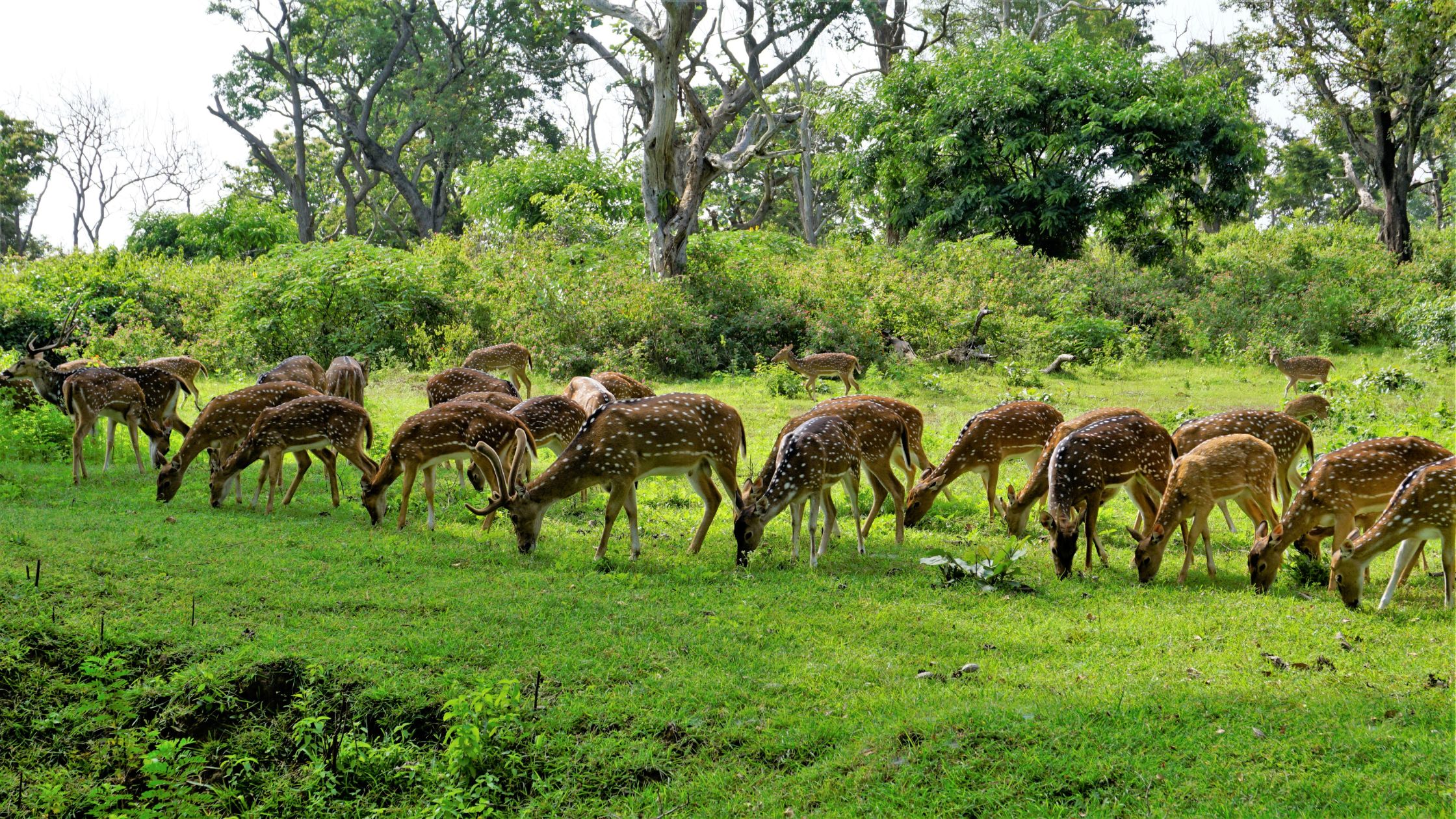 Bandipur